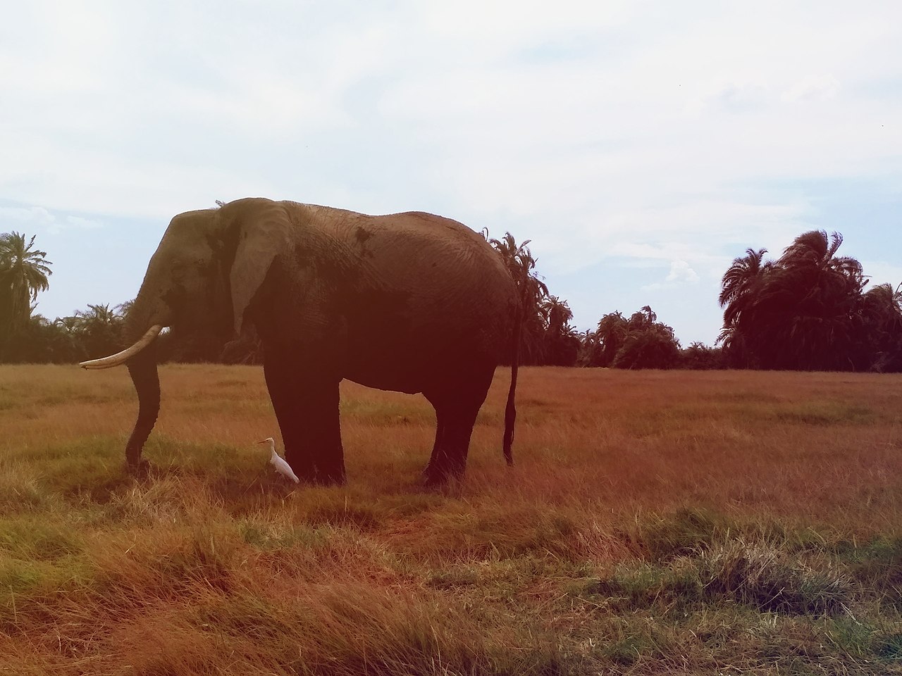 Семья слонов в саванне